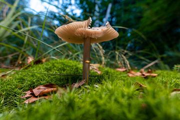 Een paddenstoel in de schemering van Roosmarijn Jongstra