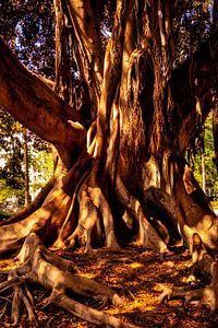 Baumstamm und Wurzeln des Gummibaum ficus elastica