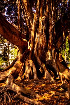 Stam en wortels van de rubberboom ficus elastica van Dieter Walther