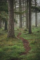 Shelves Gambeson forest