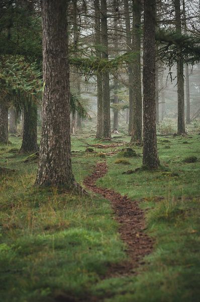 Shelves Gambeson forest by Nancy van Verseveld