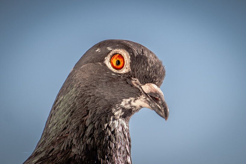 Duif by Jeannette Fotografie