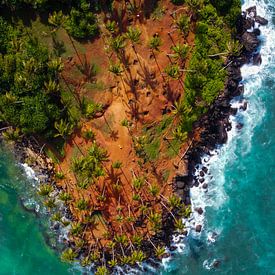 Coconut Tree Hill by Dennis Van Wieren