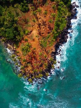 Coconut Tree Hill van Dennis Van Wieren