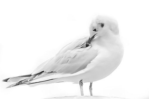 Kokmeeuw zit met zijn snavel in de veren