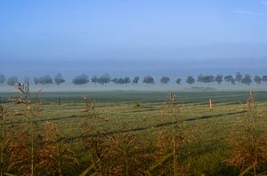 Zwevende bomen