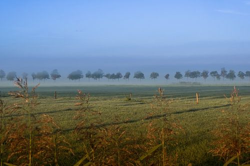 Zwevende bomen