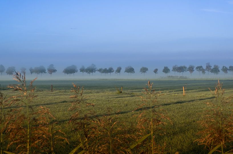 Zwevende bomen by Moetwil en van Dijk - Fotografie