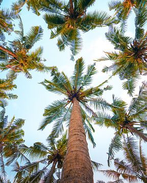 Palm trees on Bali vertical photo by Thea.Photo