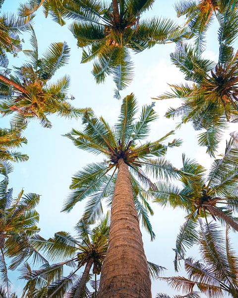 Palm trees on Bali vertical photo by Thea.Photo