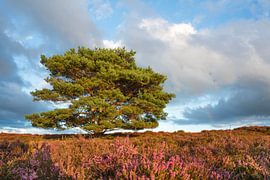 Un pin sylvestre solitaire dans un paysage de lande sur Jeroen Berendse