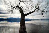 blue Mountain by artpictures.de thumbnail