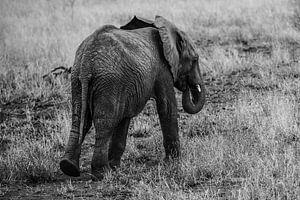 Olifant sur Stijn Verbruggen