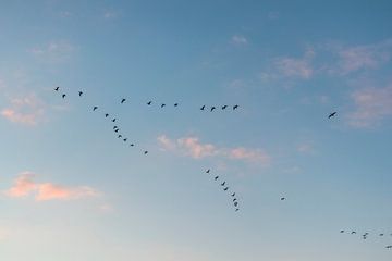 Vogels in de blauwe lucht | Natuurfotografie wall art van Ilonka Arnoczky