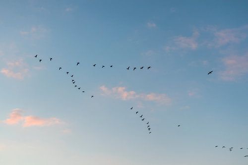 Oiseaux dans le ciel bleu | Photographie de la nature art mural