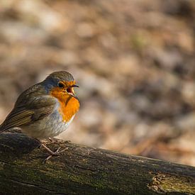 Robin des bois sur Roger Hagelstein