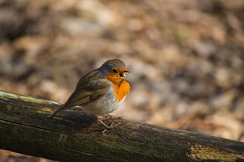 Zingend Roodborstje van Roger Hagelstein