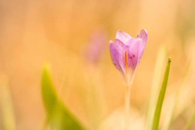 Crocus flower illuminated by sunlight by Martin Köbsch