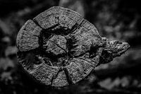 wooden eye