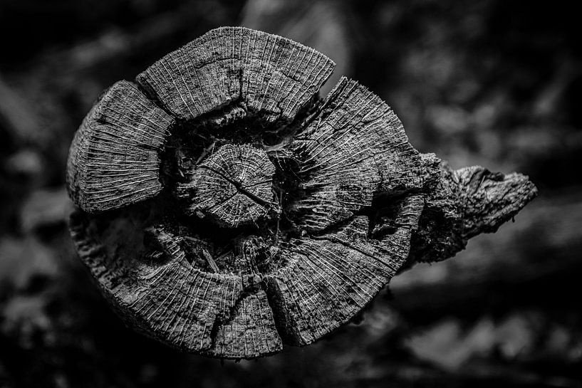 Holzauge von Rowen Boons