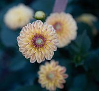 Forme et couleur