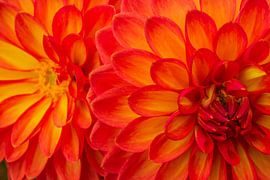 Red Yellow Mirror-like Dahlia by NatureFrameByExter