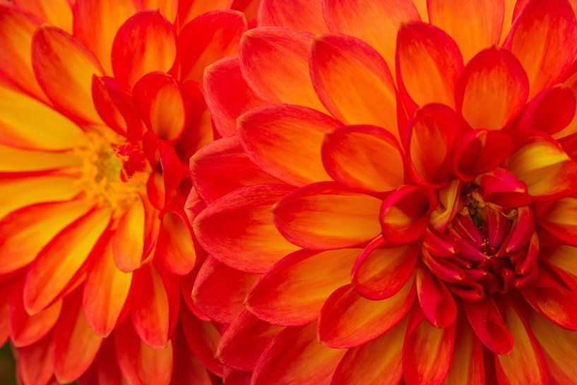 Dahlia rouge jaune à effet miroir par NatureFrameByExter