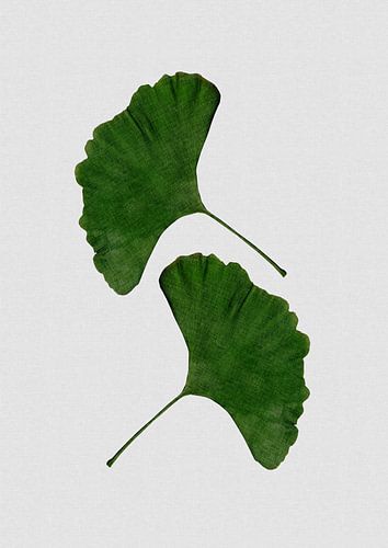 Ginkgo Leaf II