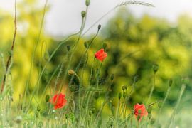 Mohn von Pascal Raymond Dorland