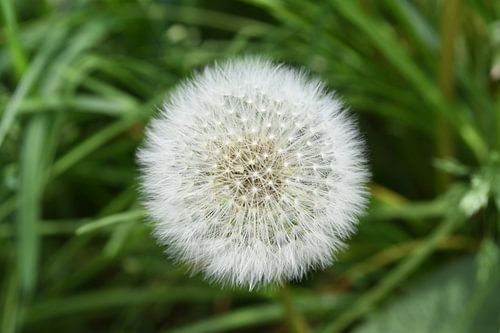 Dandelion, Blowball, Fluffball, Fluffy fruit