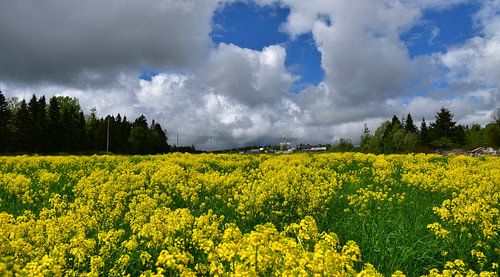 Un champ en canola en été