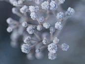 Gefrorene Blumen von wendy van der lugt Miniaturansicht