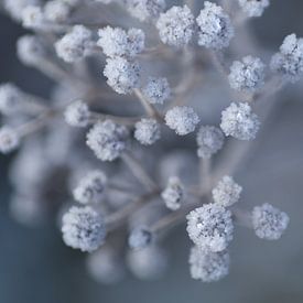 Frozen flowers by wendy van der lugt