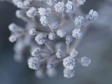 Frozen flowers by wendy van der lugt