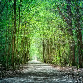 The green avenue by Hannes Cmarits