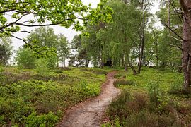 Grüne Natur auf dem Holterberg von Deborah de Meijer