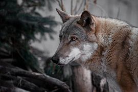 Männlicher schwarzer Wolfskopf in Nahaufnahme, brennende leuchtende Augen. von Michael Semenov
