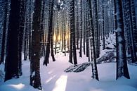 Zonsondergang in winterbos van Oliver Henze thumbnail