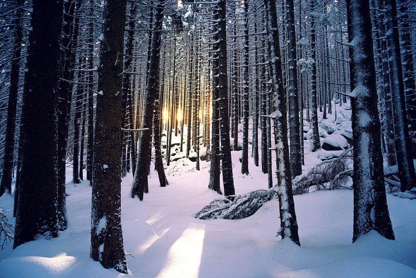 Coucher de soleil dans la forêt d'hiver sur Oliver Henze