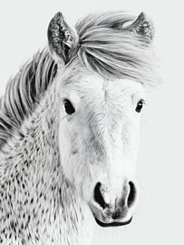 Pony with Windswept Mane – Black and White Horse Art