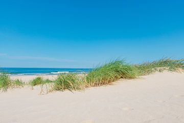 Dunes à la plage avec Beachgrass lors d'une belle journée d'été à la plage de la mer du Nord en Holl sur Sjoerd van der Wal Photographie