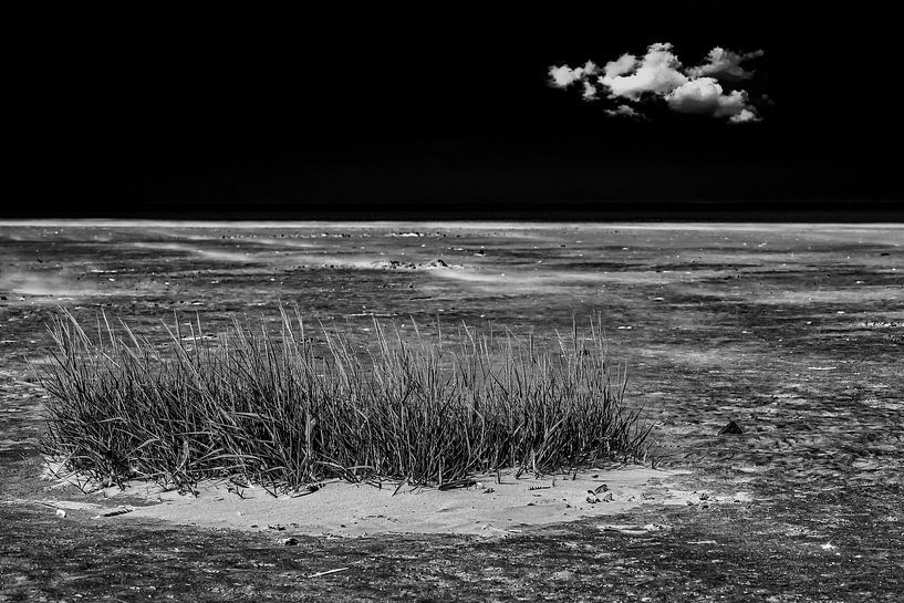 Seegras von Thomas Riess