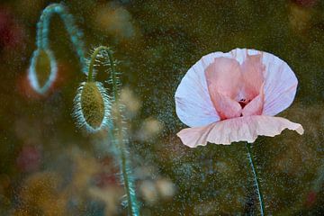 Pink poppy in the rain by Dzidra Dubois