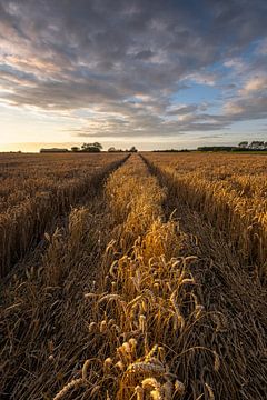 Grain field on a summer's evening by Arnoud van de Weerd