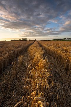 Un champ de céréales un soir d'été