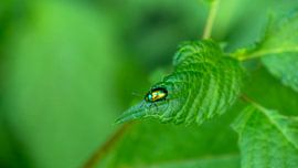 Groene kever op een blad