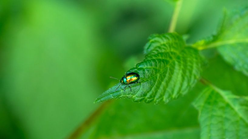 Groene kever op een blad van Mustafa Kurnaz