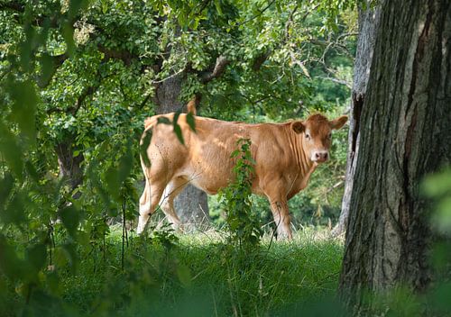 Koe in de Limburgse boomgaard