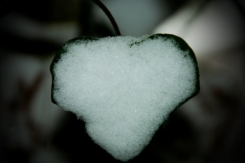 Sneeuwhart van FotoGraaGHanneke