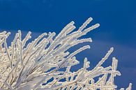 Branches congelées, Norvège par Adelheid Smitt Aperçu